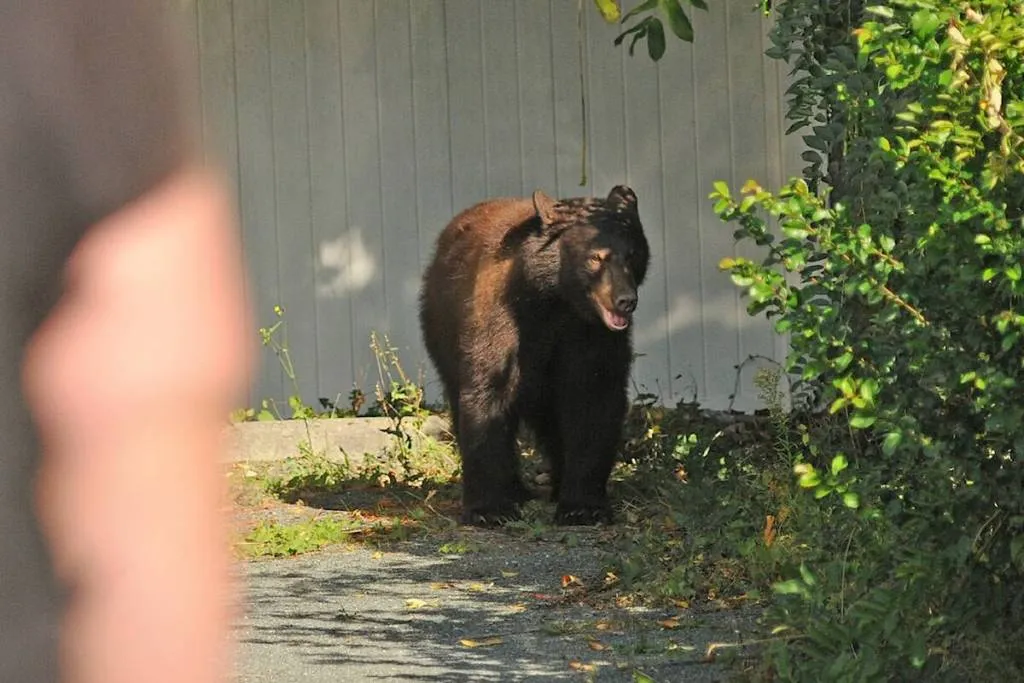 Feces: Why Are Residents Collecting Bear  in Prince George?
