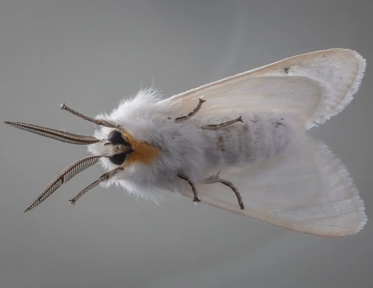 Moth: What is the Impact of s on Biodiversity?
