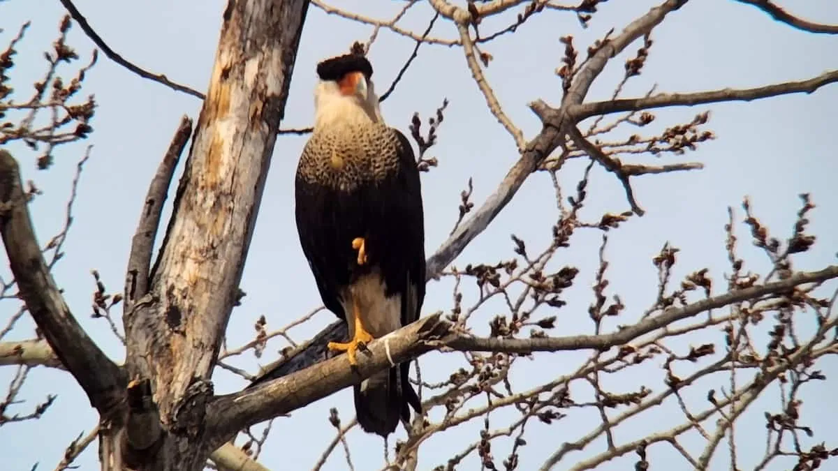 Oiseau rare québec: What Does the Rare Bird Sighting in Quebec Mean for Birdwatchers?
