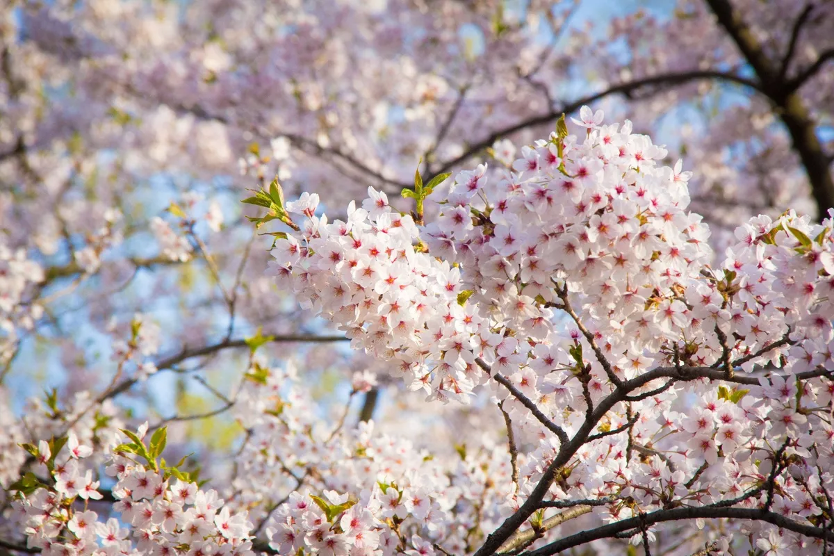 Cherry blossom toronto: Why are cherry blossoms in Toronto peaking earlier this year?