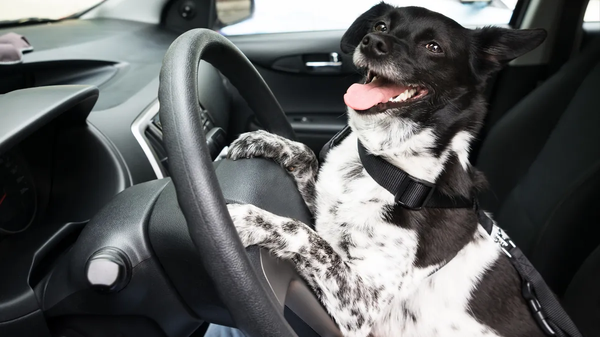 Chien: How is the Great Dane named Virus bringing joy to Montreal hockey fans?