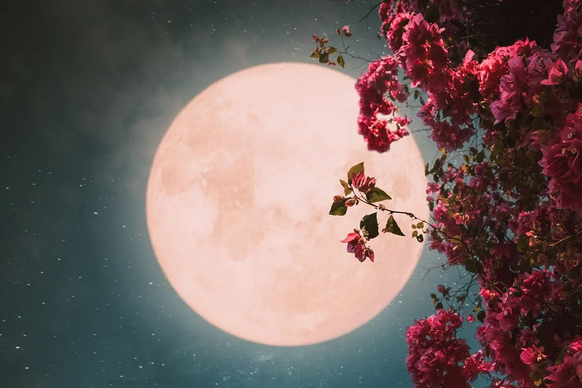 Flower moon full moon: Why is the in 2026 Significant?