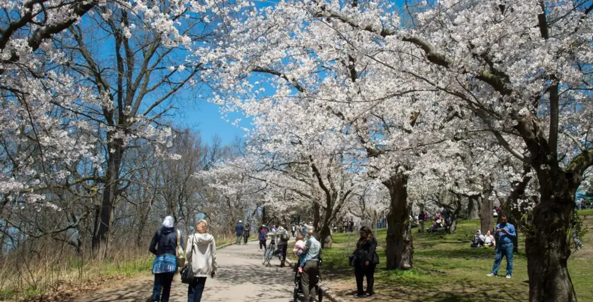 High park: What to Expect at ‘s Inaugural Spring Fest?