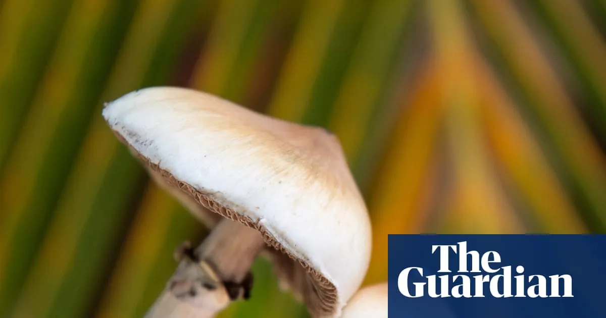 Psychedelic drug: How Can a Change the Brain?