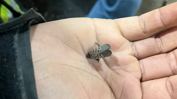 Spotted Lanternfly Ontario Sighting Raises Alarm