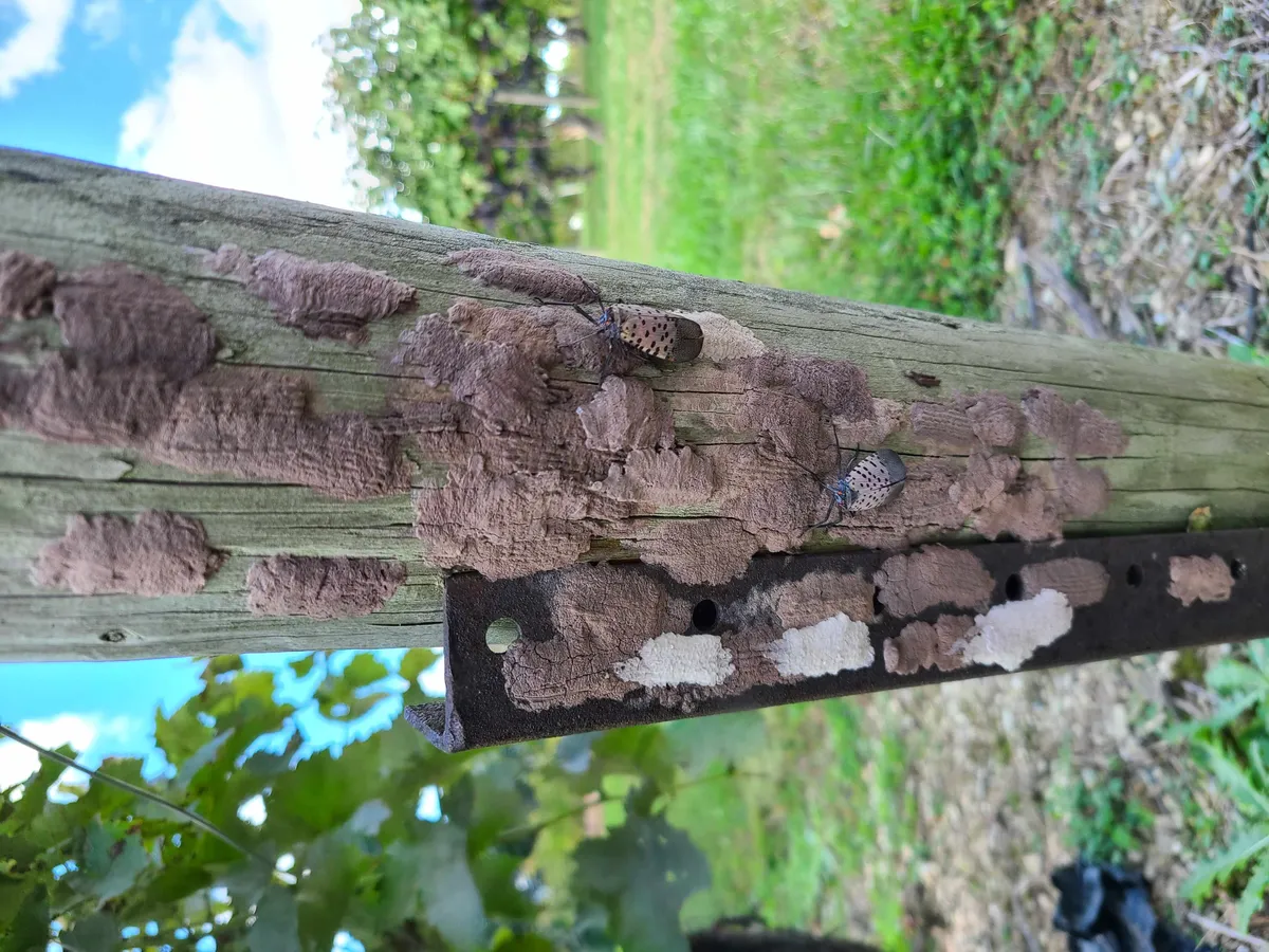 Spotted lanternfly ontario: What Does the Spotted Lanternfly Sighting in Ontario Mean?
